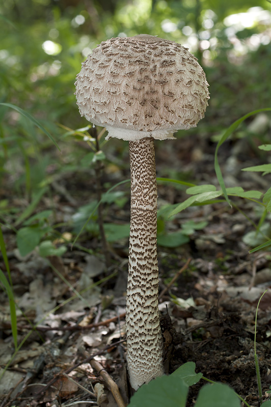 Macrolepiota procera